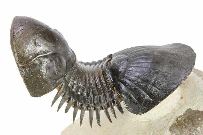 Flying Paralejurus Trilobite - Atchana, Morocco #251926